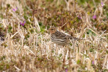 Red-throated Pipit 熊本 Sun, 1/30/2022