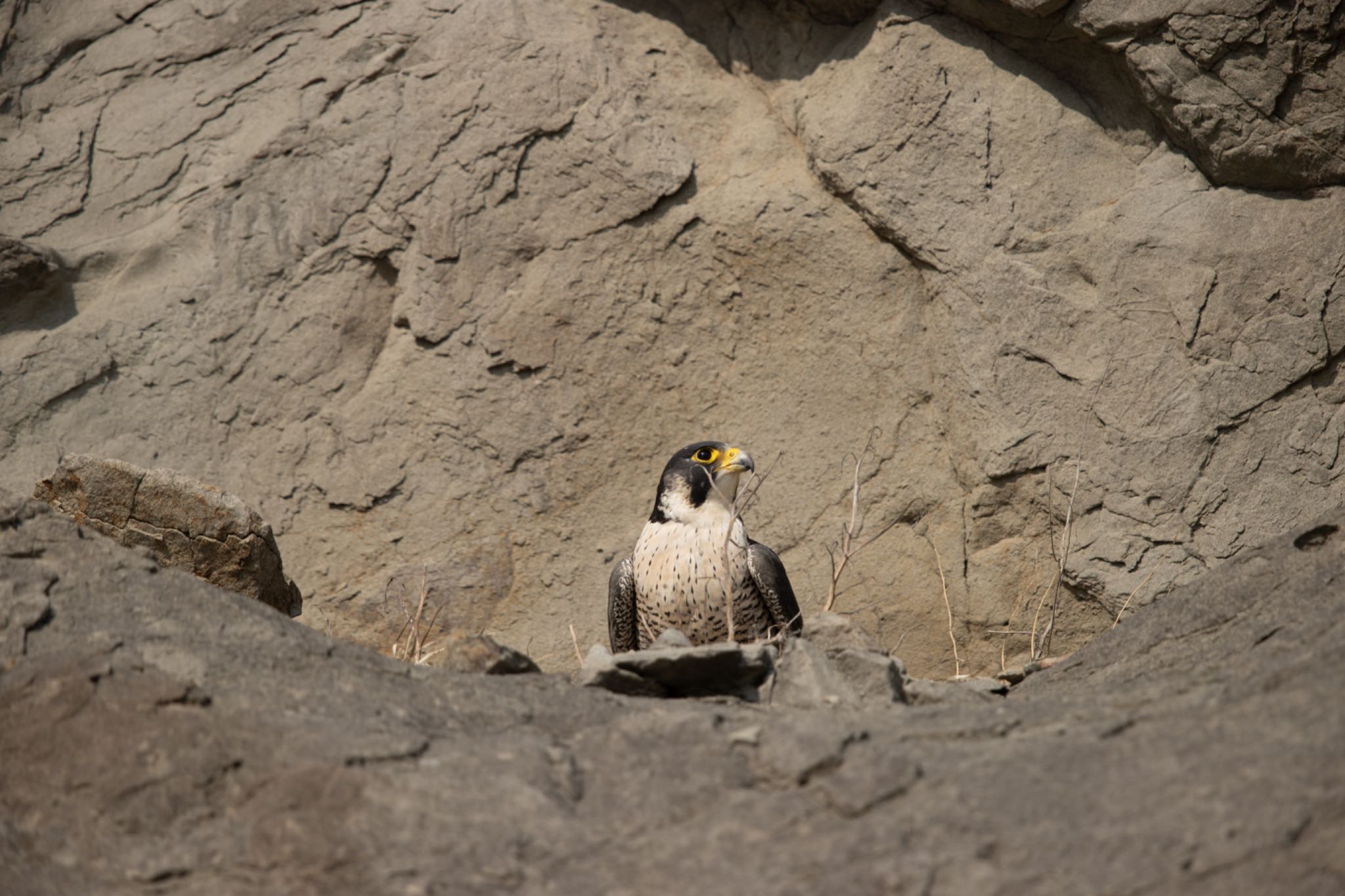 Photo of Peregrine Falcon at 江ノ島 by アカウント5644