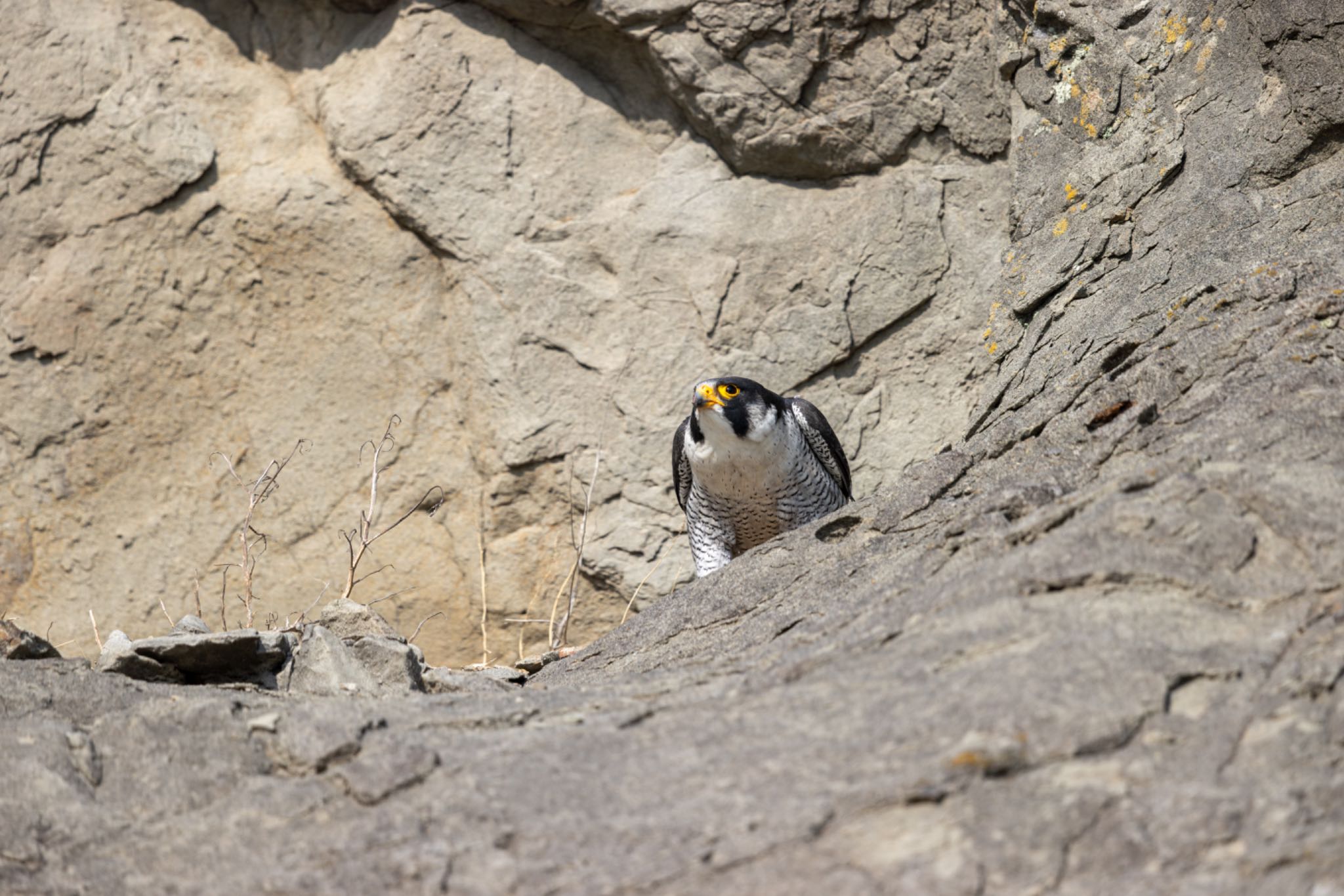 Photo of Peregrine Falcon at 江ノ島 by アカウント5644
