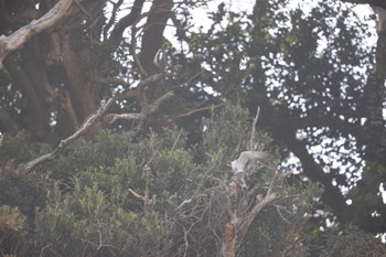 Peregrine Falcon 江ノ島 Sat, 3/16/2024