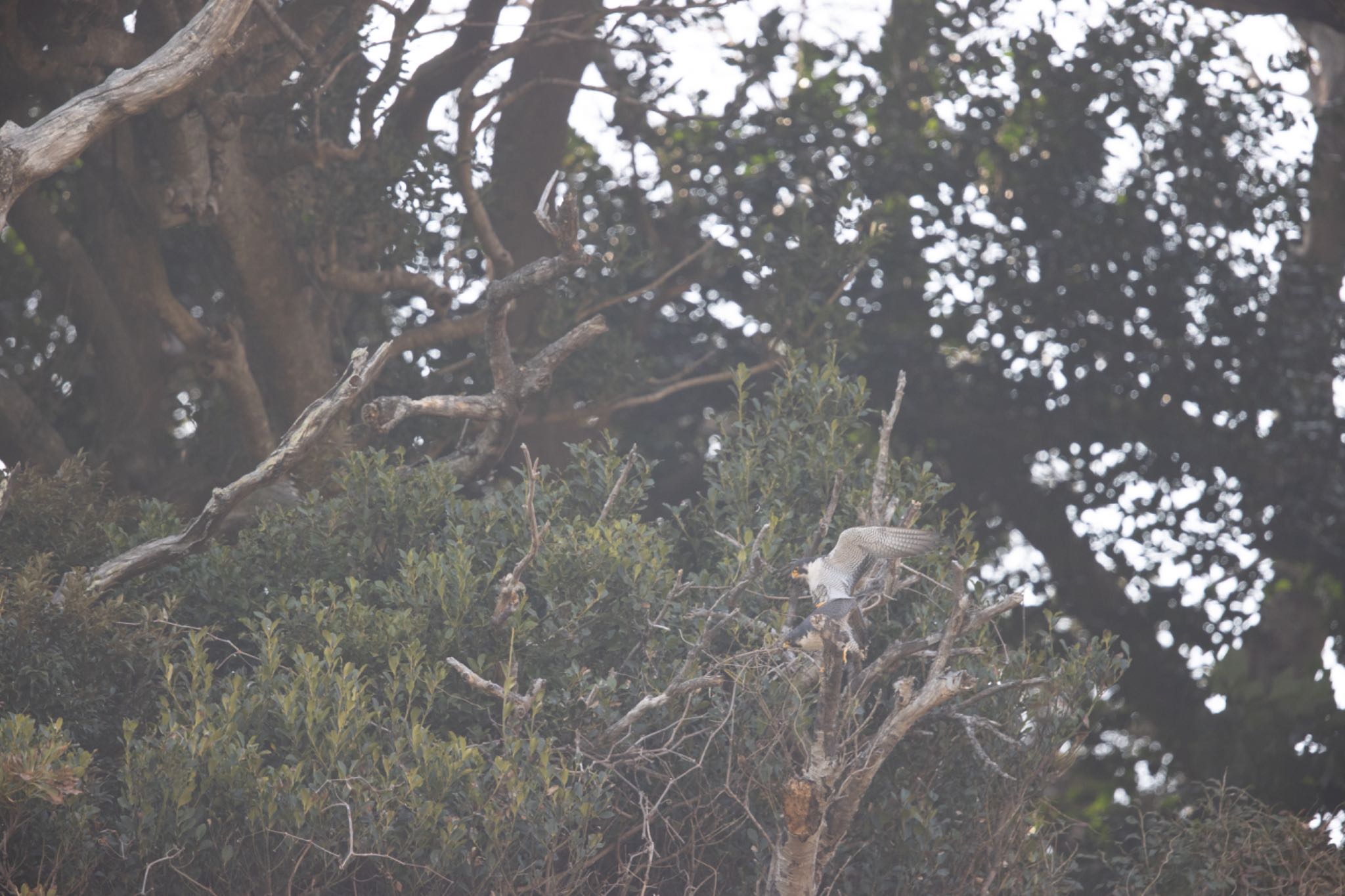 Photo of Peregrine Falcon at 江ノ島 by アカウント5644