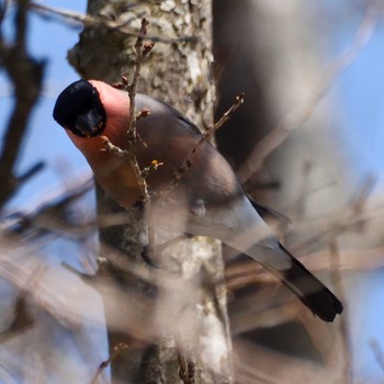 Eurasian Bullfinch 塔の岳 Sat, 3/16/2024