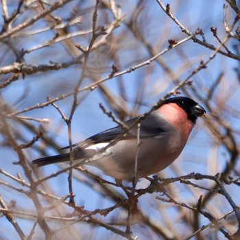 Eurasian Bullfinch 塔の岳 Sat, 3/16/2024