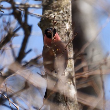 Eurasian Bullfinch 塔の岳 Sat, 3/16/2024