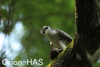 Eurasian Goshawk 東京都多摩地域 Fri, 6/23/2017