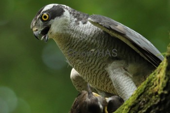 Eurasian Goshawk 東京都多摩地域 Fri, 6/23/2017