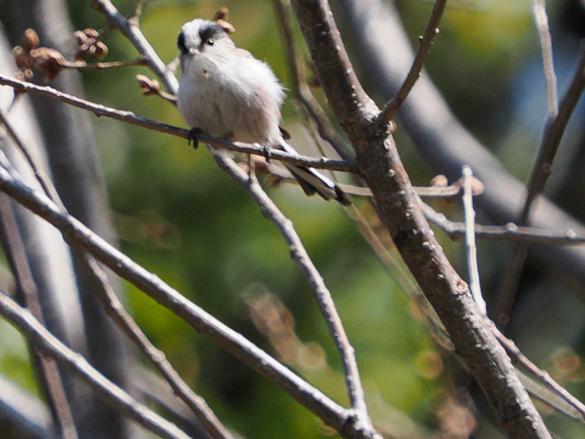 Photo of Long-tailed Tit at Imperial Palace by 98_Ark (98ｱｰｸ)