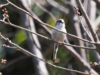 Long-tailed Tit Imperial Palace Sat, 3/16/2024