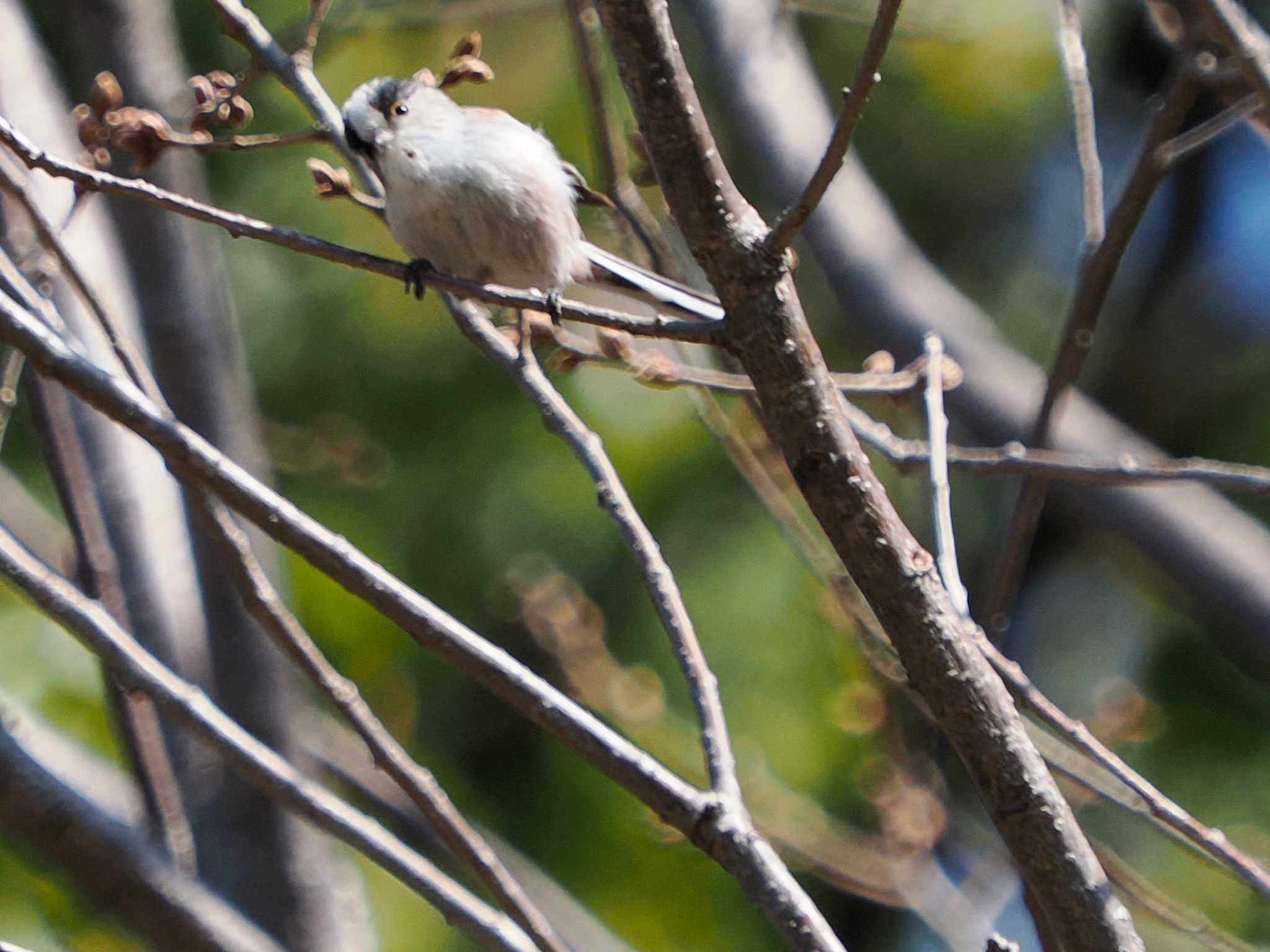 Photo of Long-tailed Tit at Imperial Palace by 98_Ark (98ｱｰｸ)