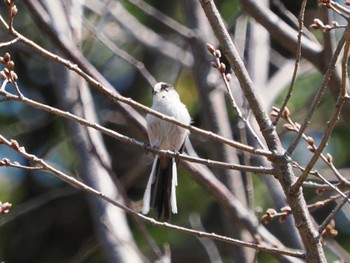 Long-tailed Tit Imperial Palace Sat, 3/16/2024