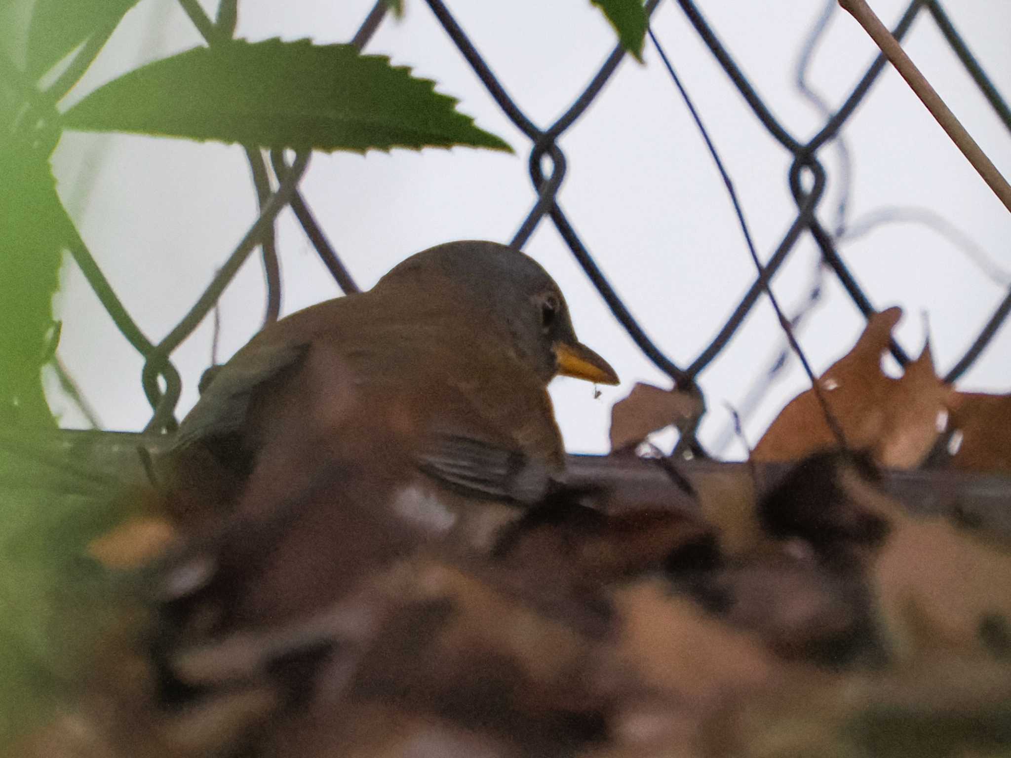 Pale Thrush