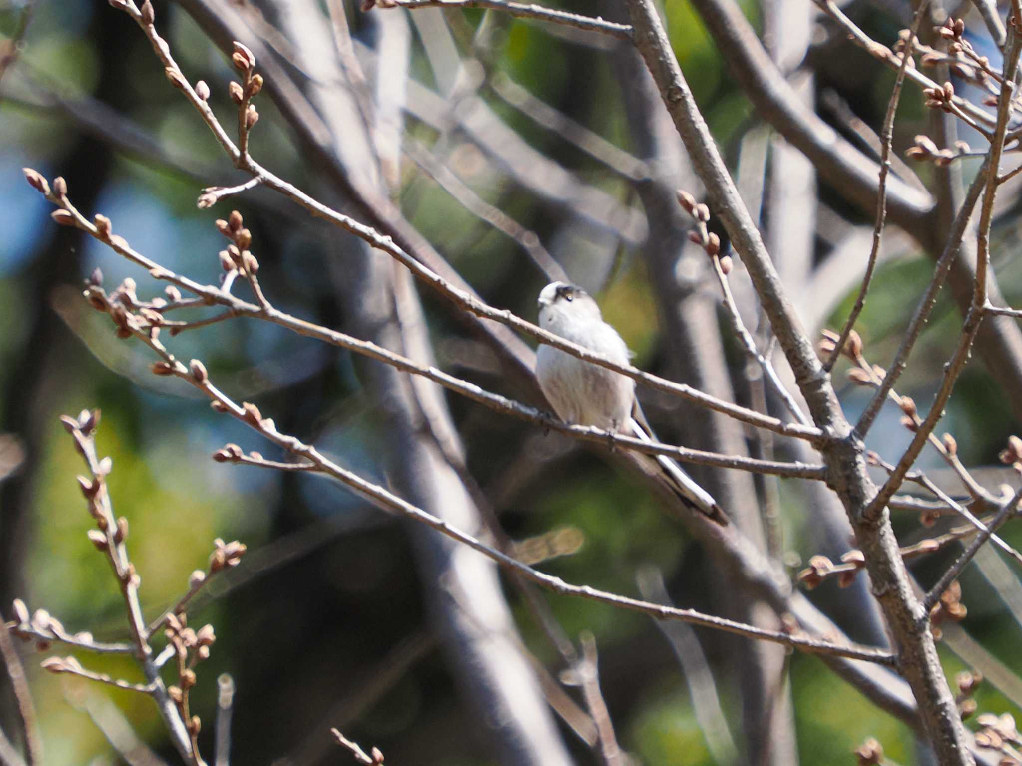 Photo of Long-tailed Tit at Imperial Palace by 98_Ark (98ｱｰｸ)
