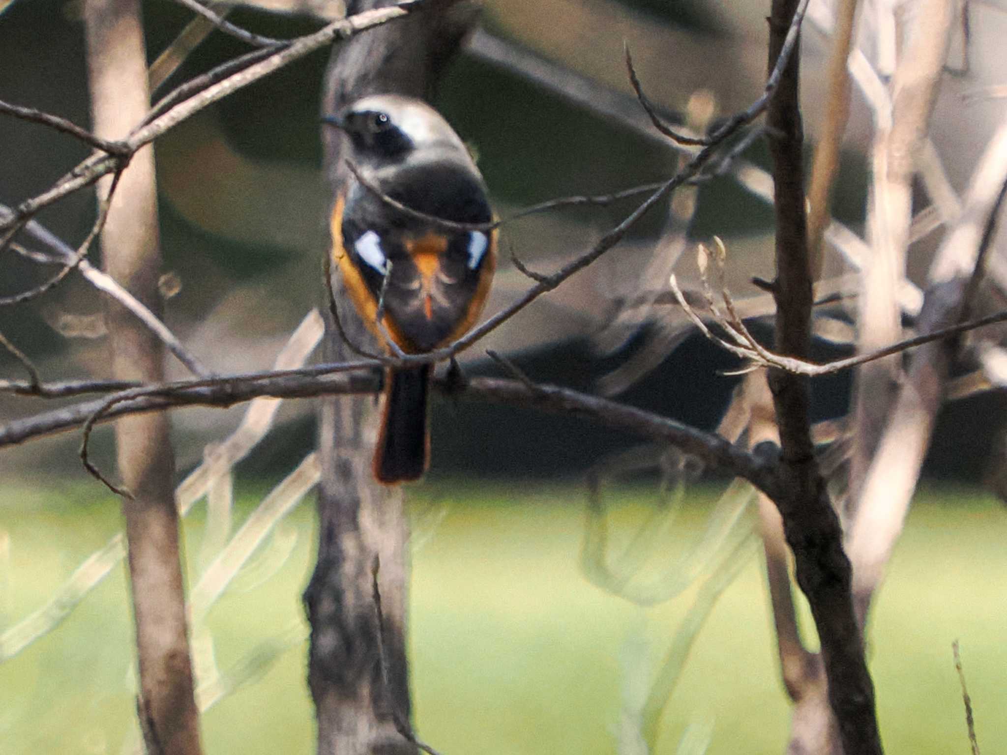 Daurian Redstart