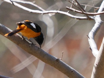 Daurian Redstart Imperial Palace Sat, 3/16/2024