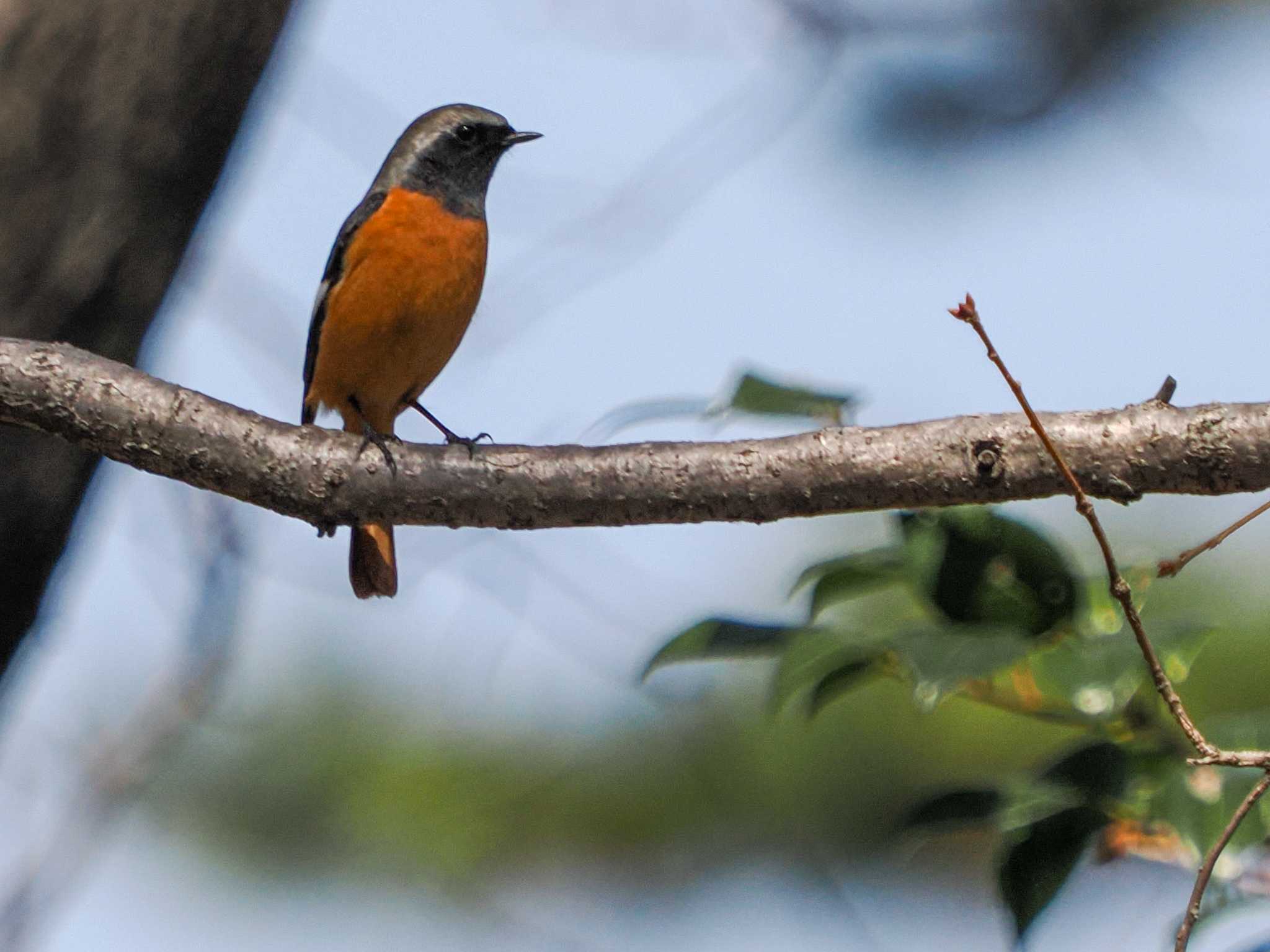 Daurian Redstart