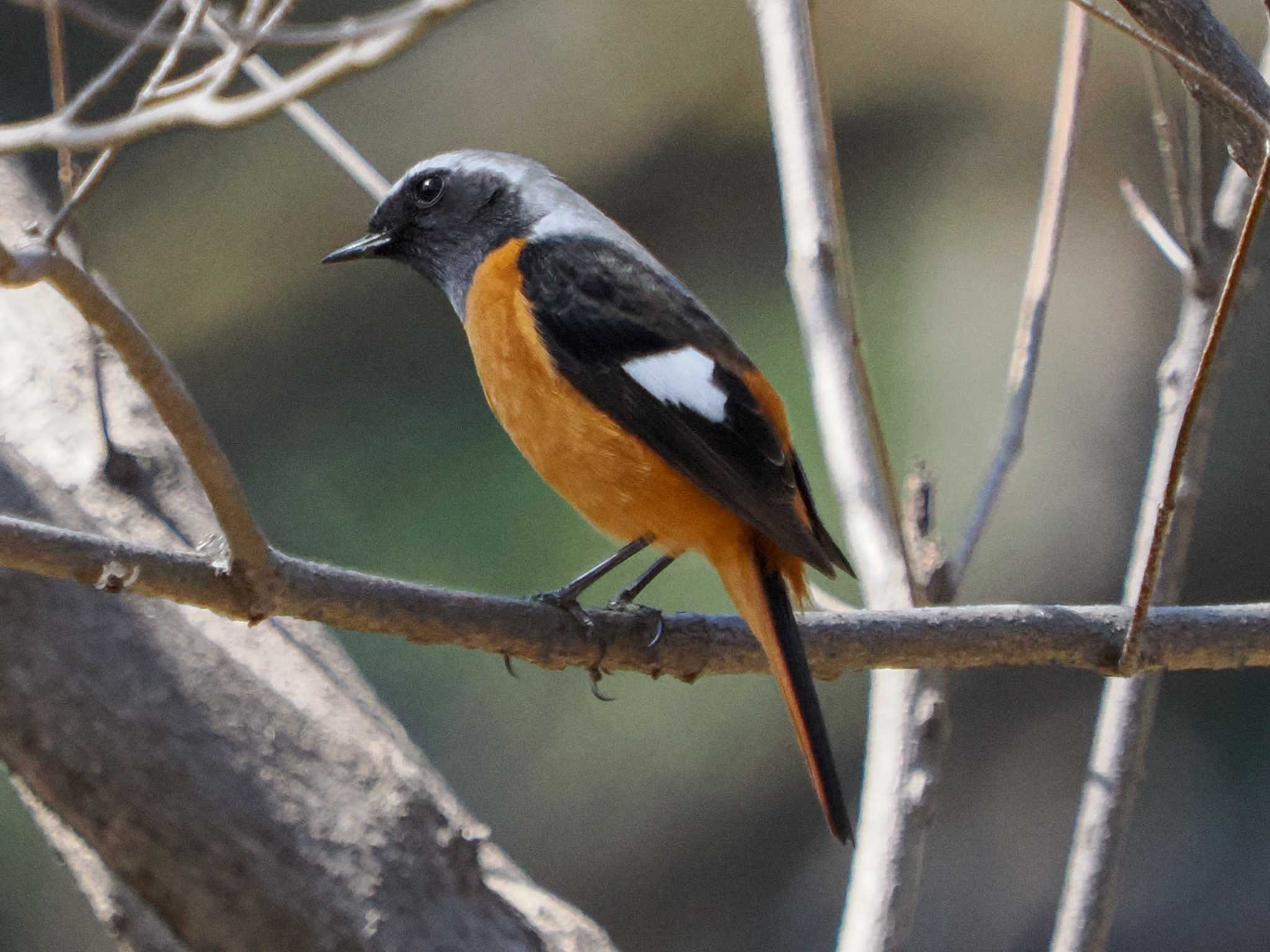 Daurian Redstart