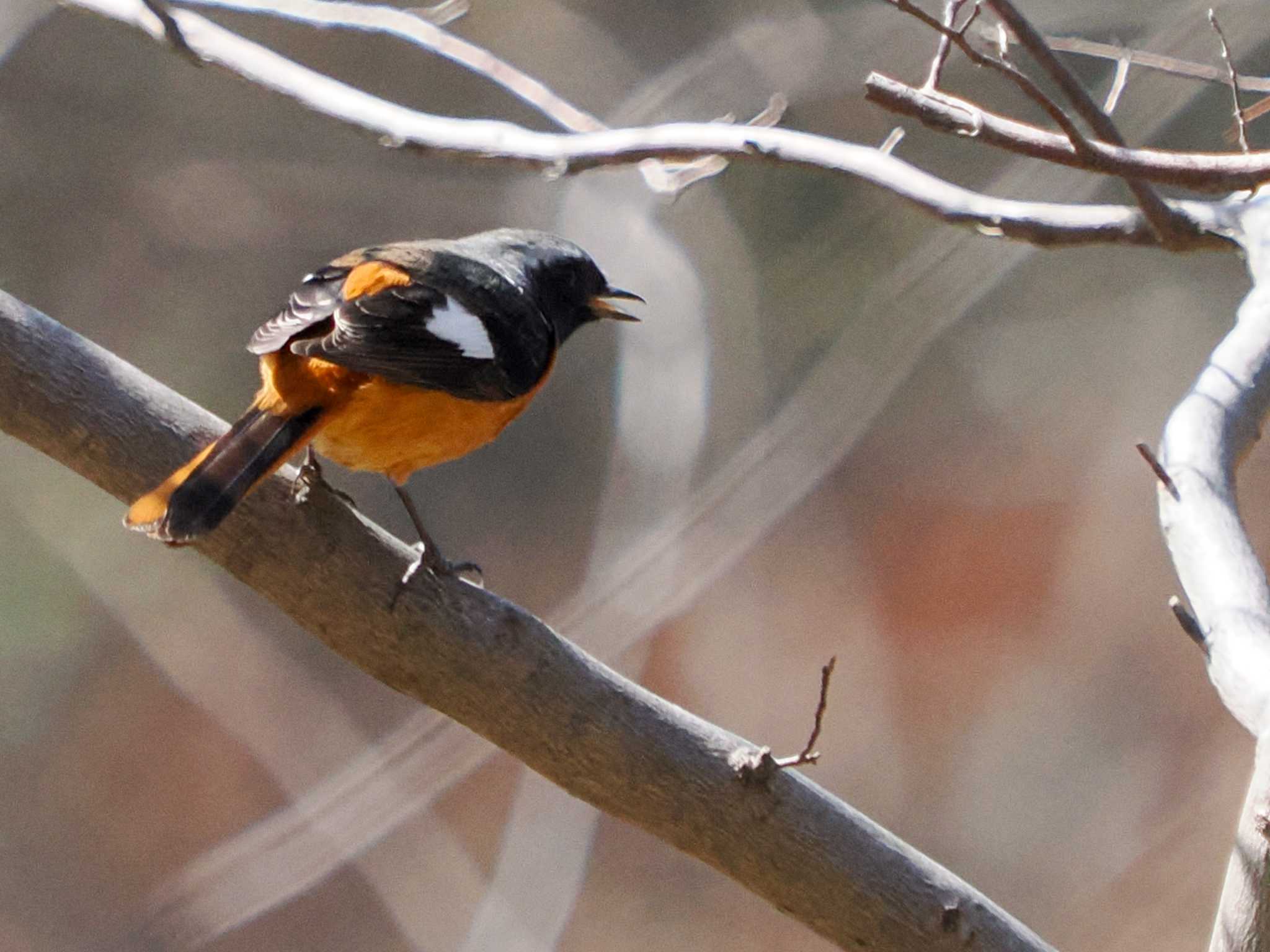 Daurian Redstart