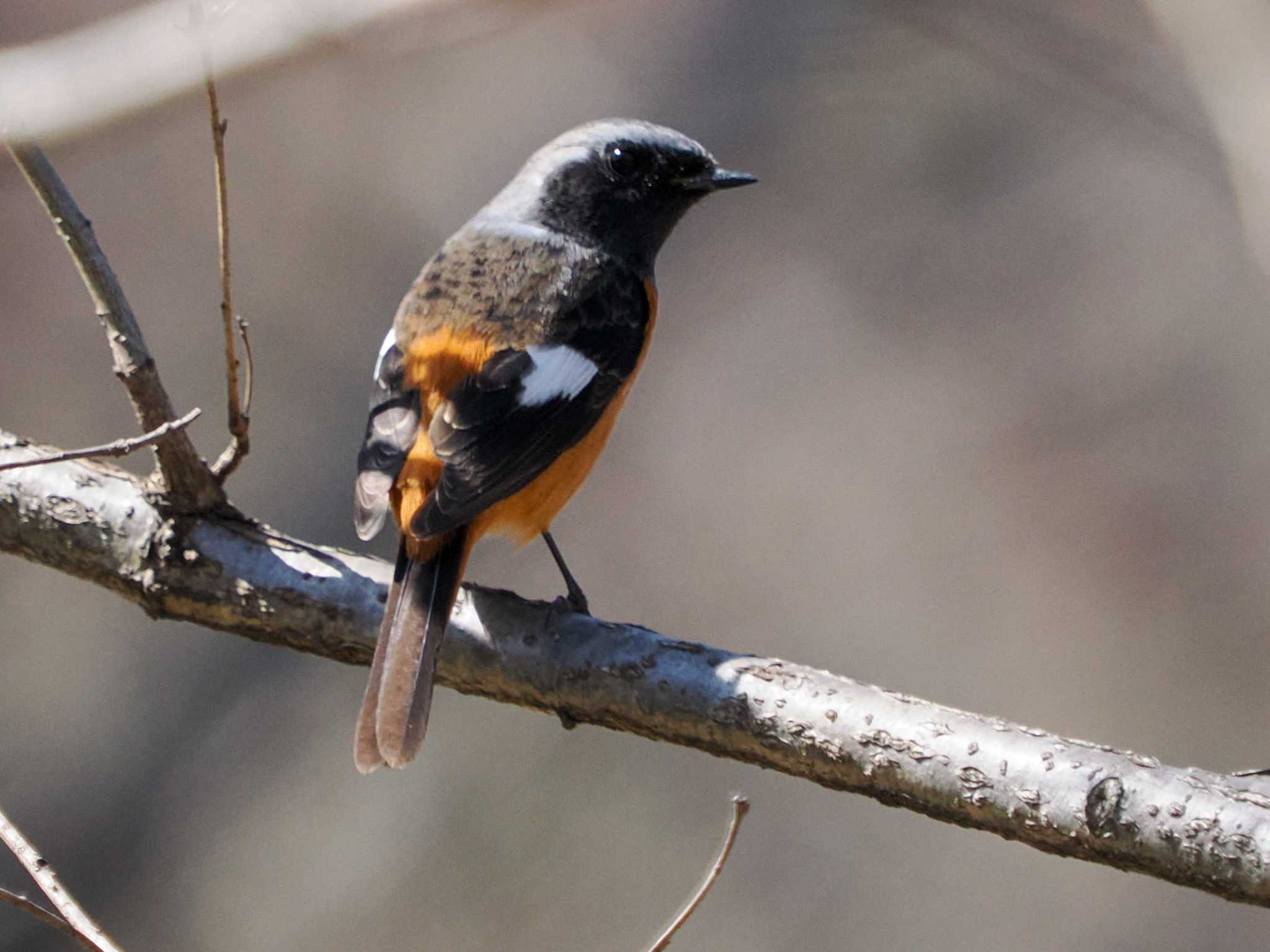 Photo of Daurian Redstart at Imperial Palace by 98_Ark (98ｱｰｸ)