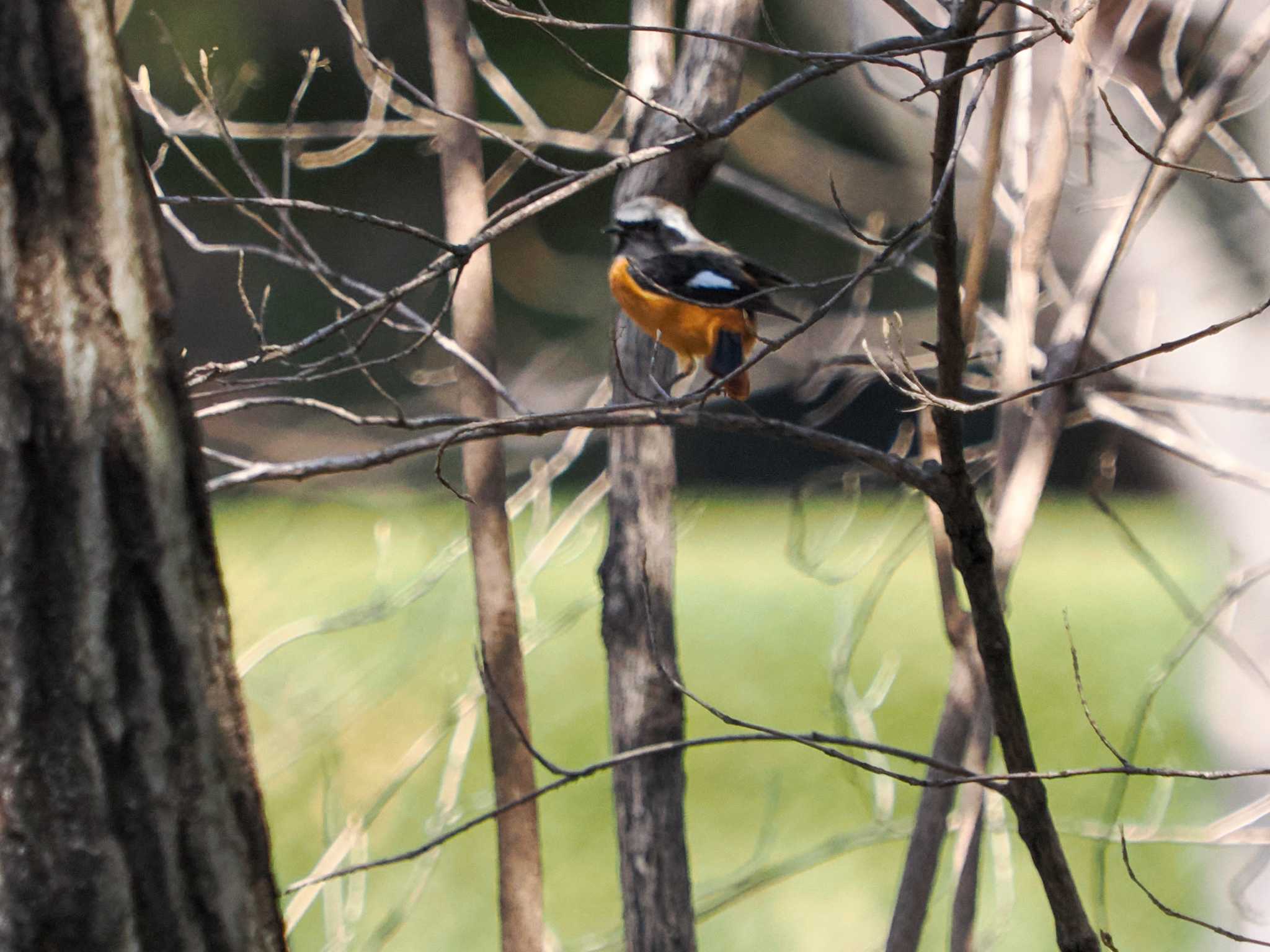 Daurian Redstart