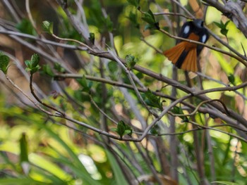 Daurian Redstart Imperial Palace Sat, 3/16/2024