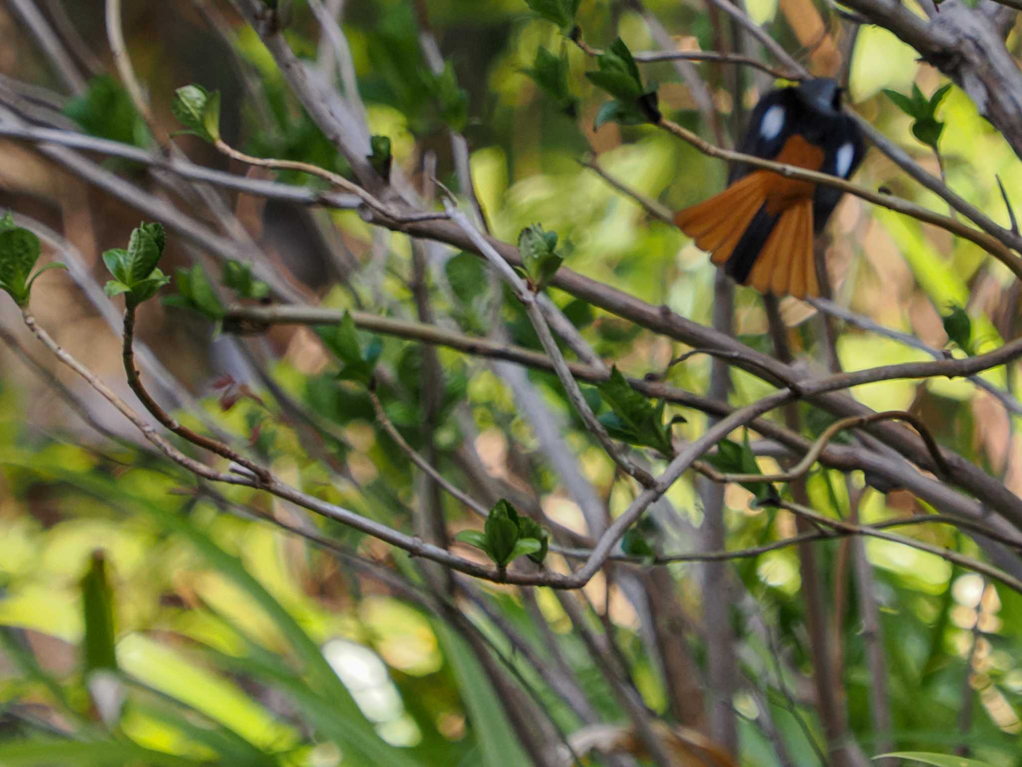 Daurian Redstart