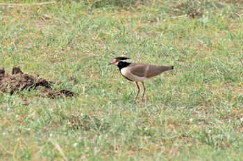 Black-headed Lapwing