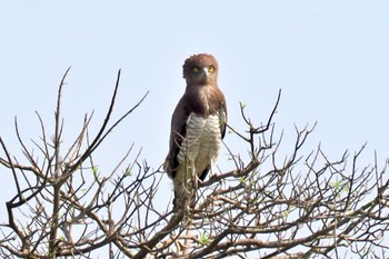 Beaudouin's Snake Eagle