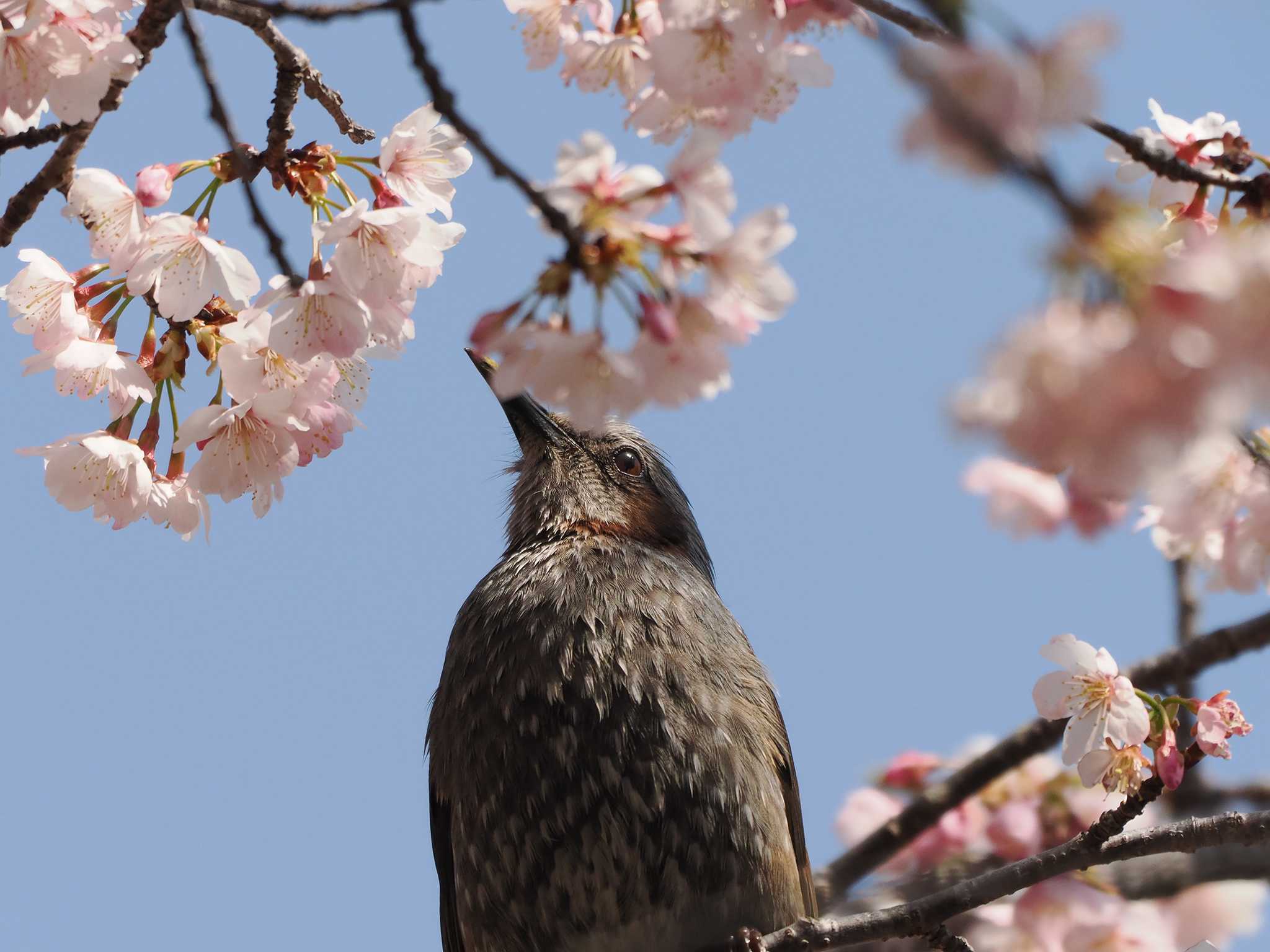 佐倉市 ヒヨドリの写真 by アカウント11554