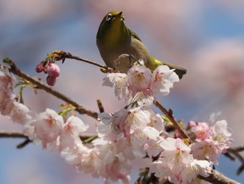 メジロ 佐倉市 2024年3月16日(土)