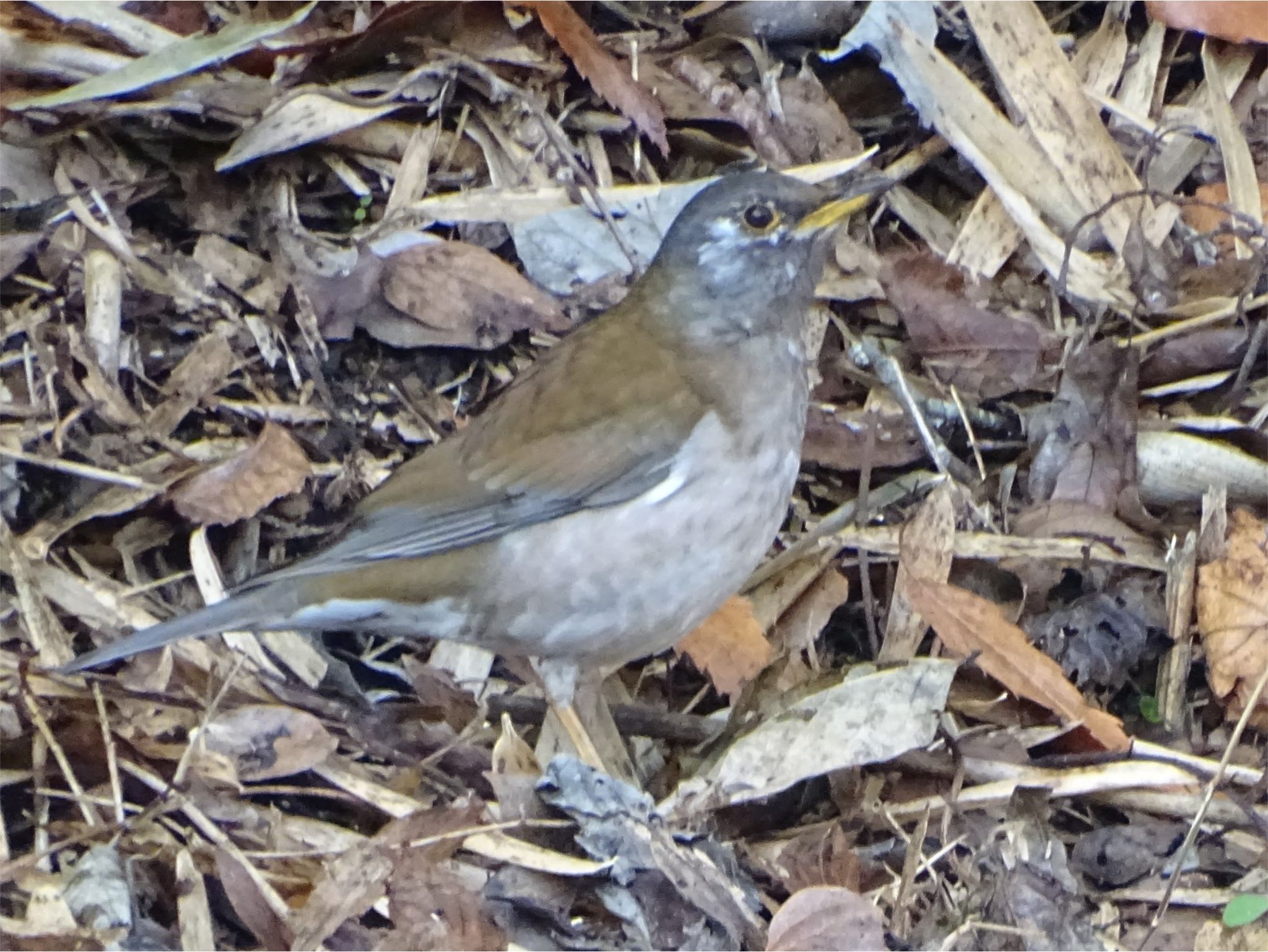 Pale Thrush