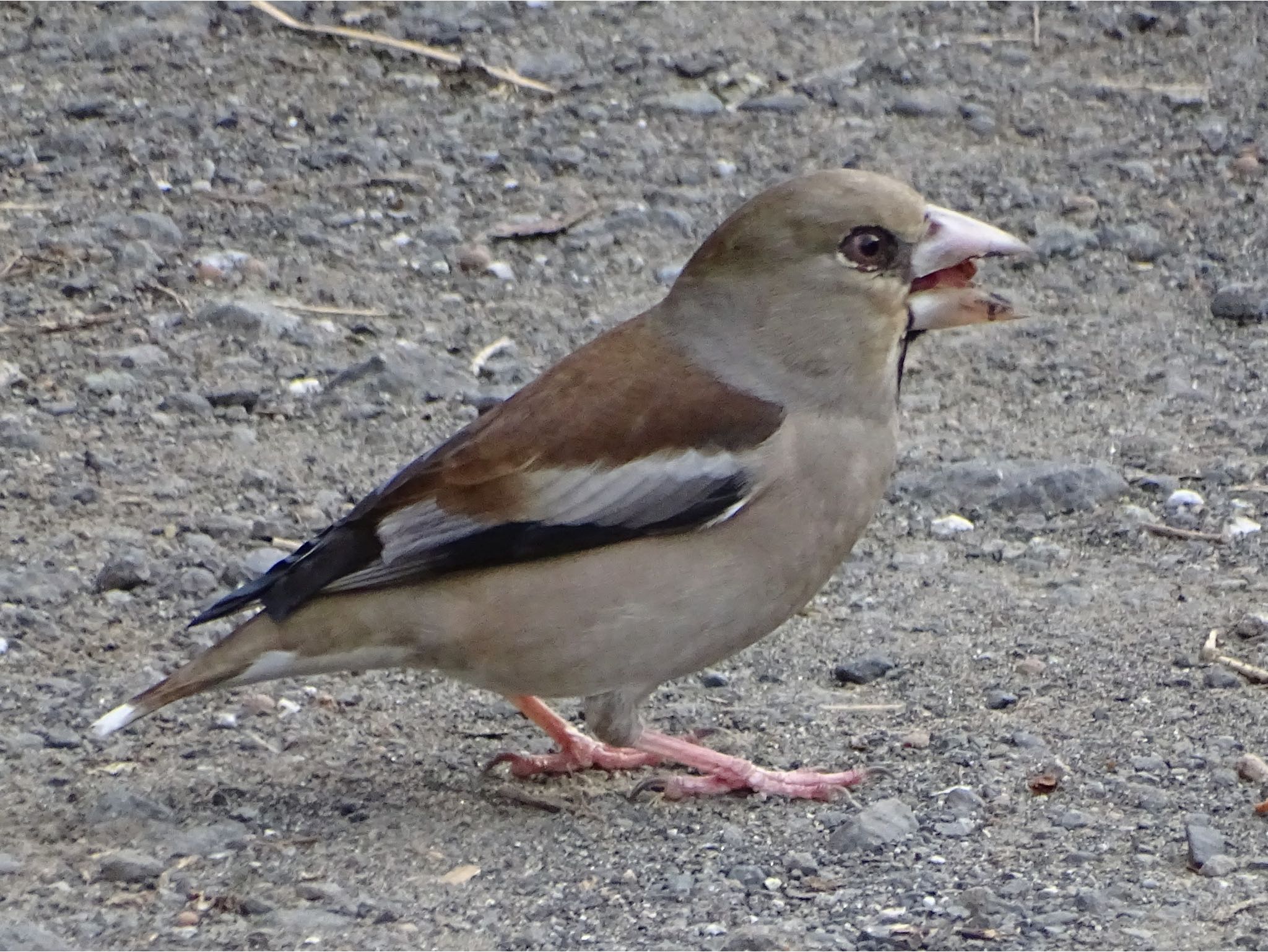 Photo of Hawfinch at Maioka Park by KAWASEMIぴー