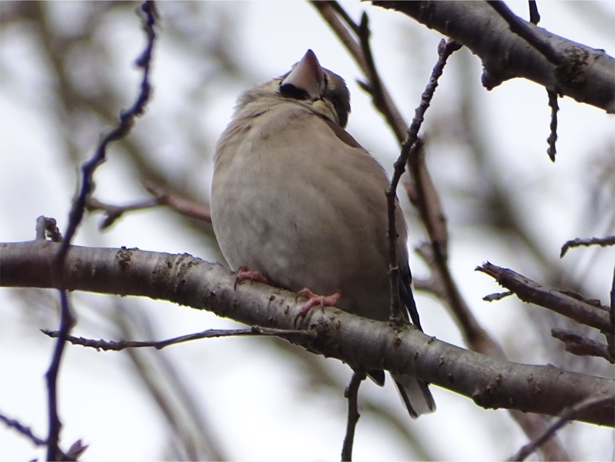 Hawfinch