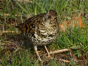 Sun, 3/17/2024 Birding report at Maioka Park