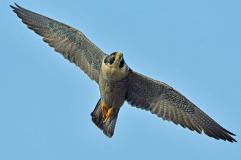 ハヤブサ 青葉山公園 2024年3月17日(日)