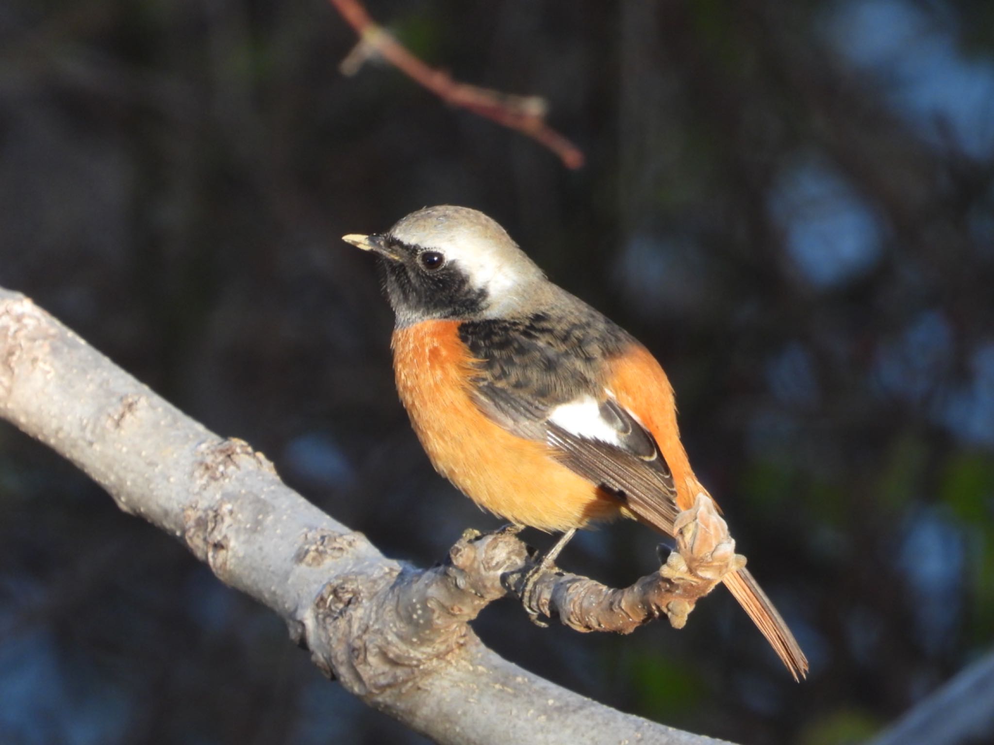 Daurian Redstart