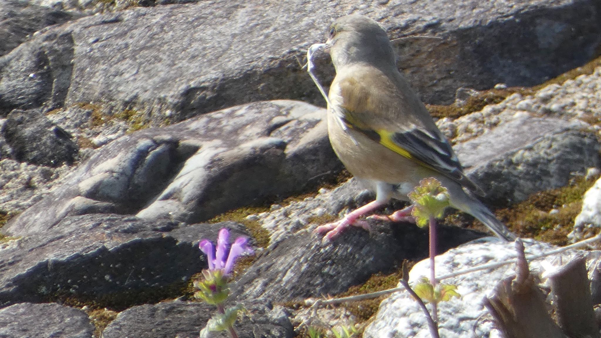 Grey-capped Greenfinch