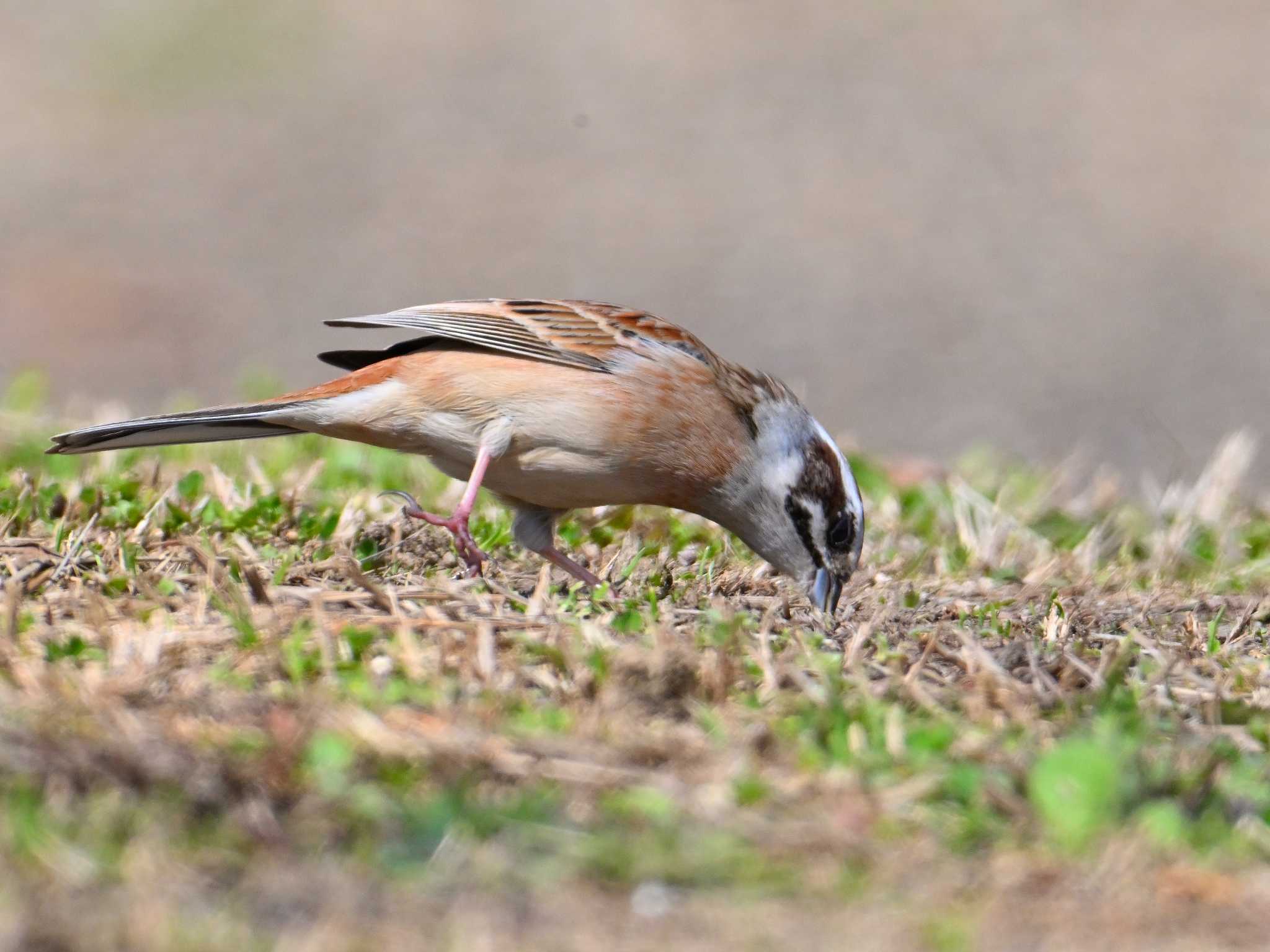 Meadow Bunting