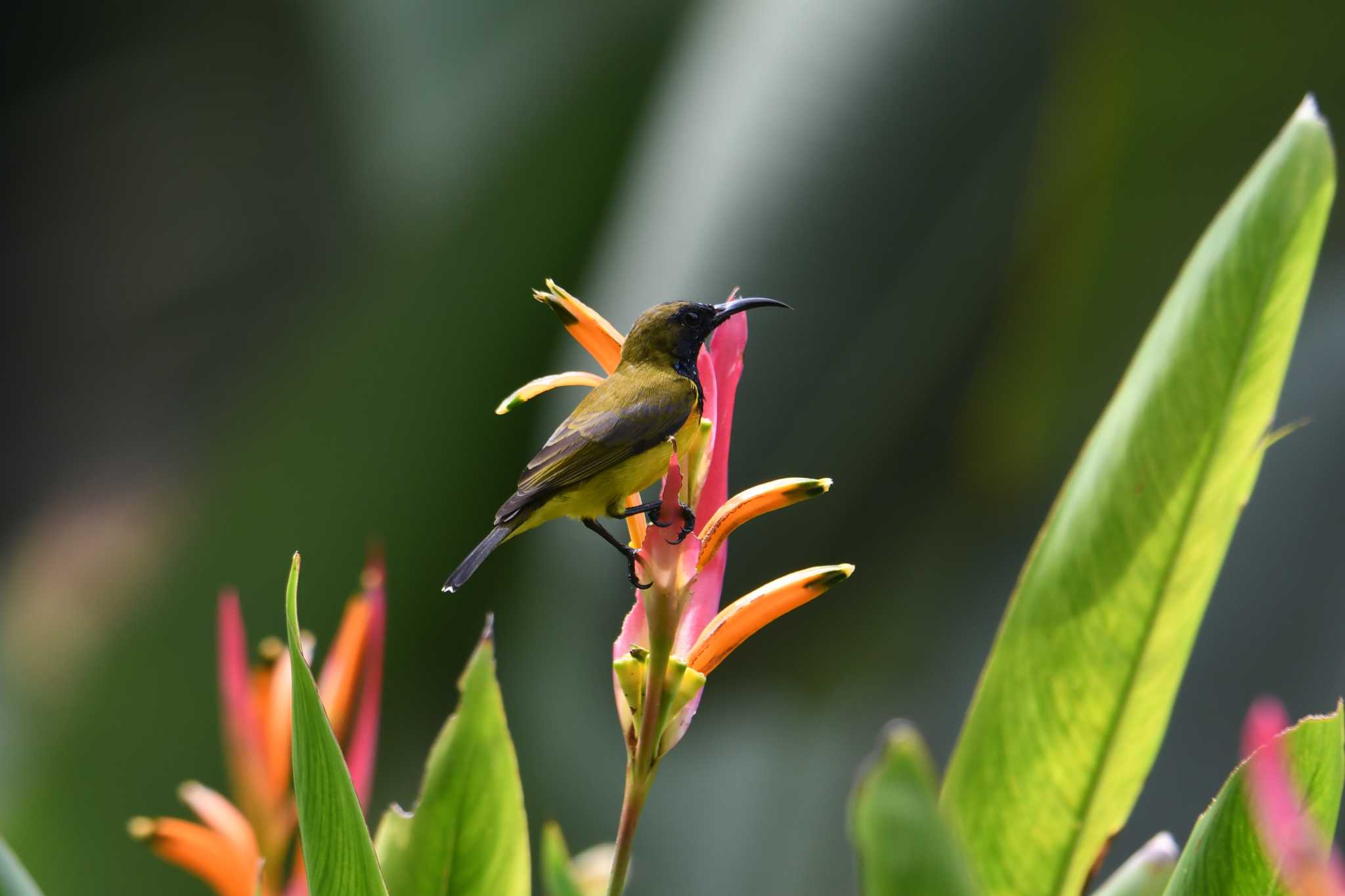 Ornate Sunbird