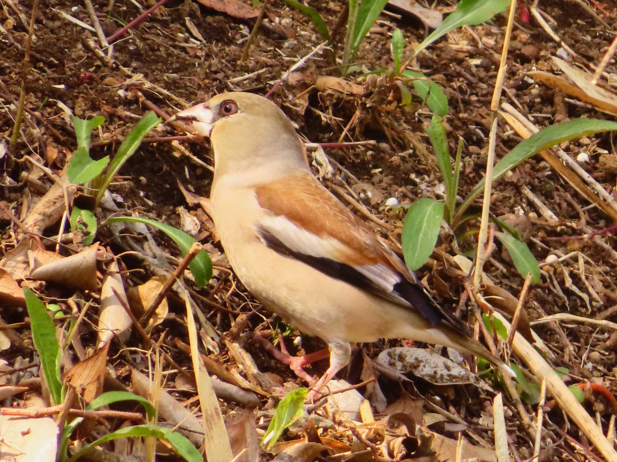 Photo of Hawfinch at Maioka Park by ゆ