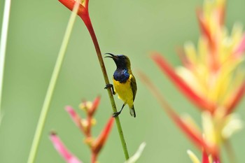 2018年11月11日(日) シンガポール植物園の野鳥観察記録