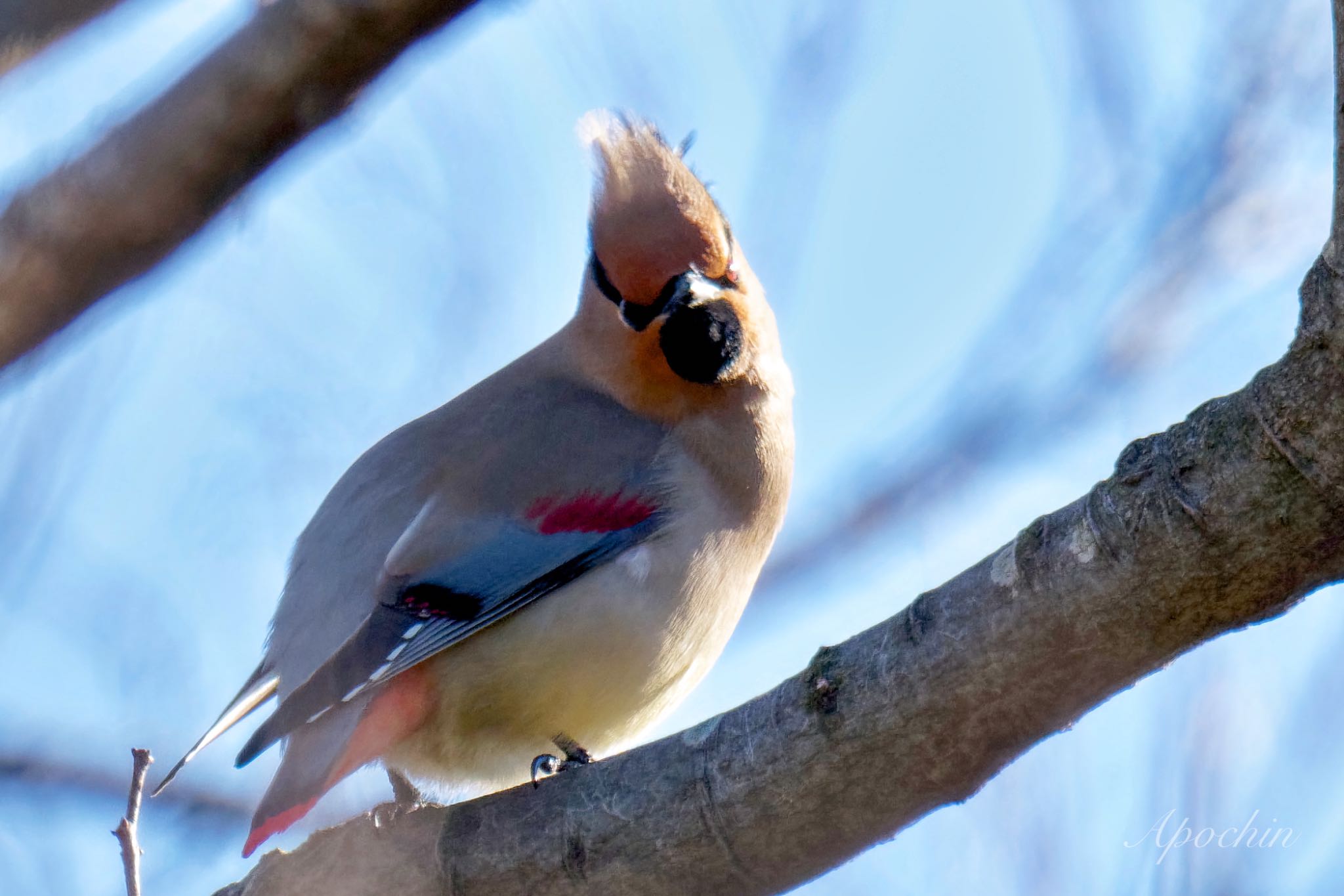 Photo of Japanese Waxwing at 富岡総合公園(横浜市) by アポちん