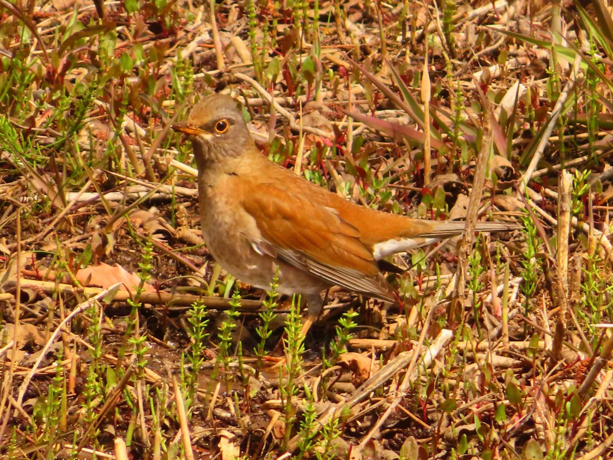 Pale Thrush