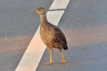 Erckel's Spurfowl