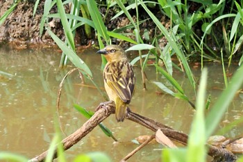 Black-headed Weaver