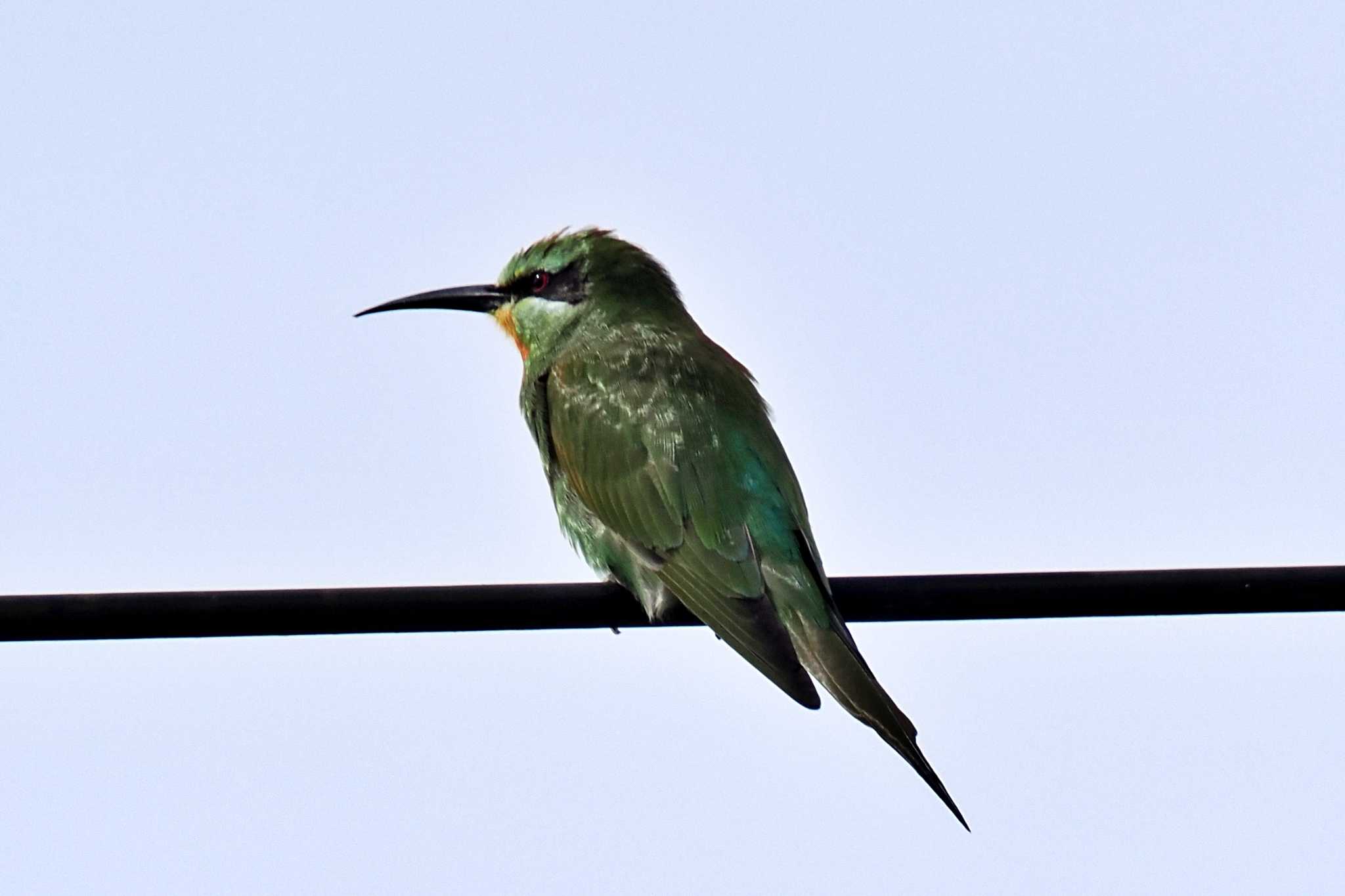 Photo of Blue-cheeked Bee-eater at ウガンダ by 藤原奏冥