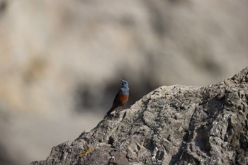 Blue Rock Thrush 江ノ島 Sat, 3/16/2024