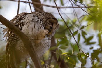 Ural Owl Inokashira Park Sat, 3/16/2024