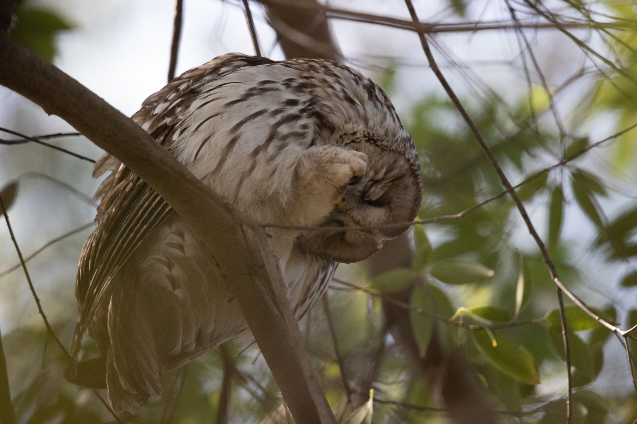 井の頭公園 フクロウの写真 by アカウント5644