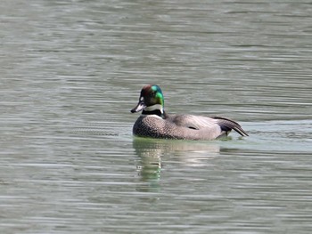 ヨシガモ 馬見丘陵公園 2024年3月16日(土)