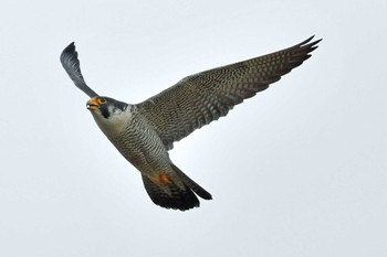 ハヤブサ 青葉山公園 2024年3月17日(日)